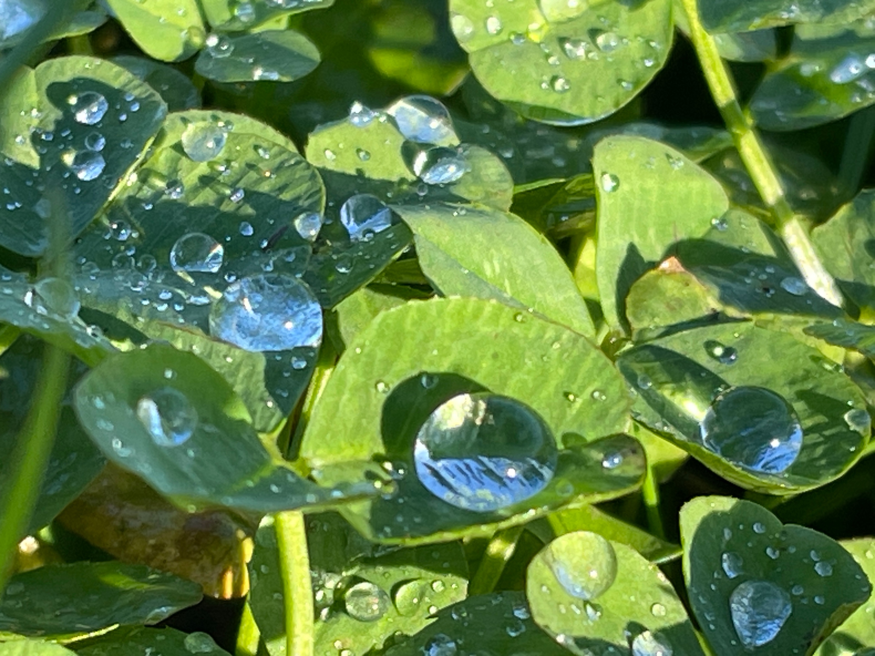 Foto von Kleeblättern mit Wassertropfen