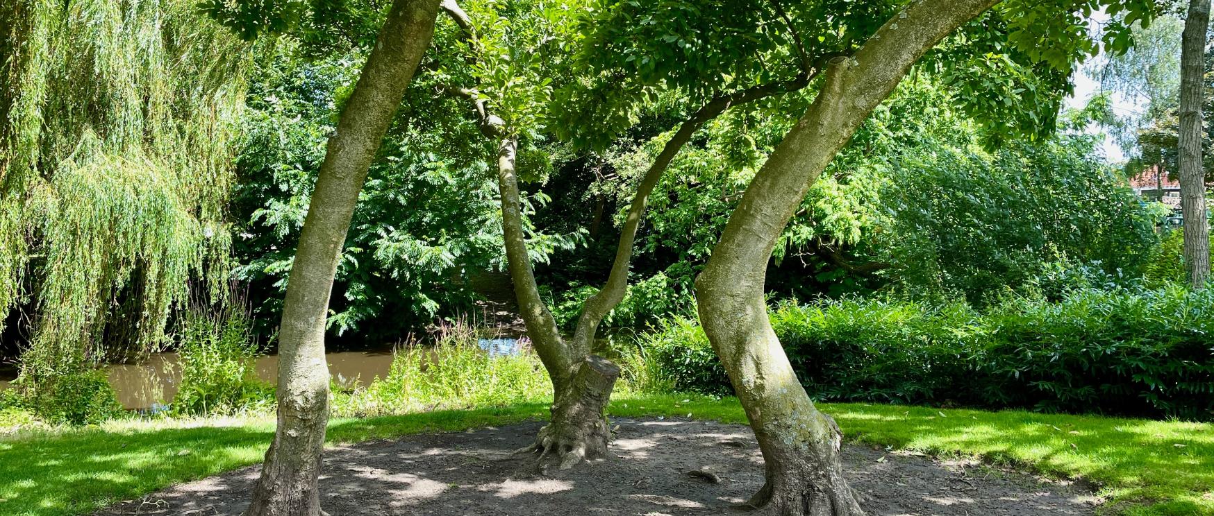 Im Gespräch - Drei Laubbäume stehen einander gegenüber