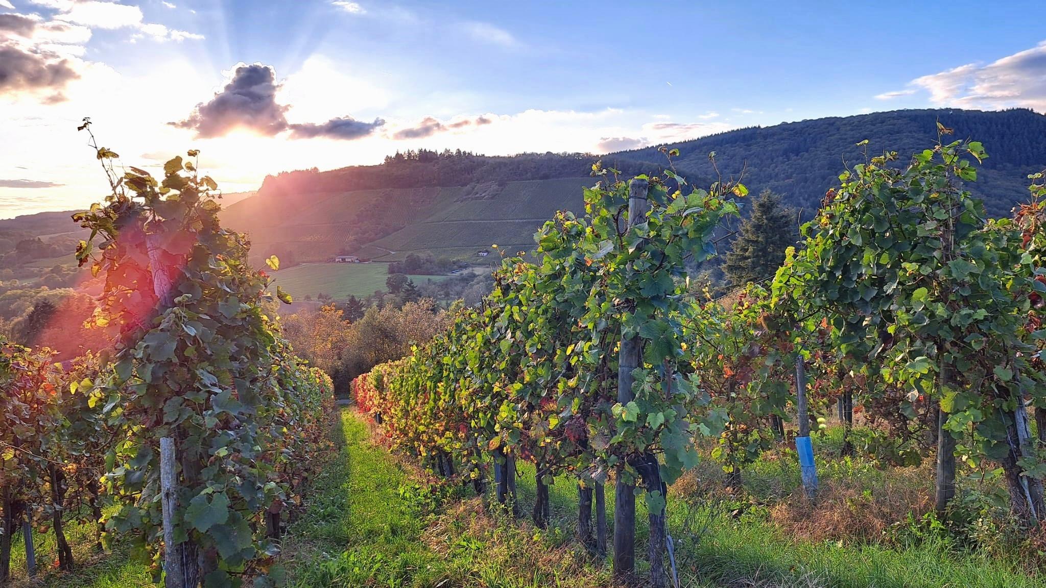 Blick vom Wingert zum Pichterberg