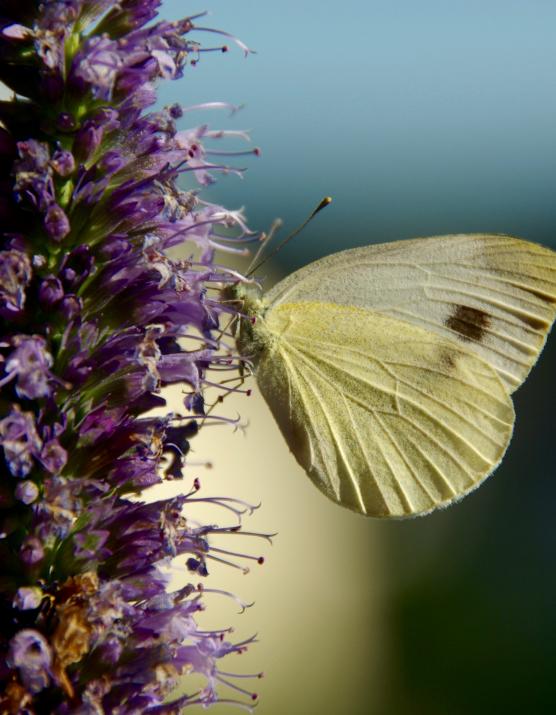 Foto von Schmetterling an Blume vor weißem und schwarzem Hintergrund