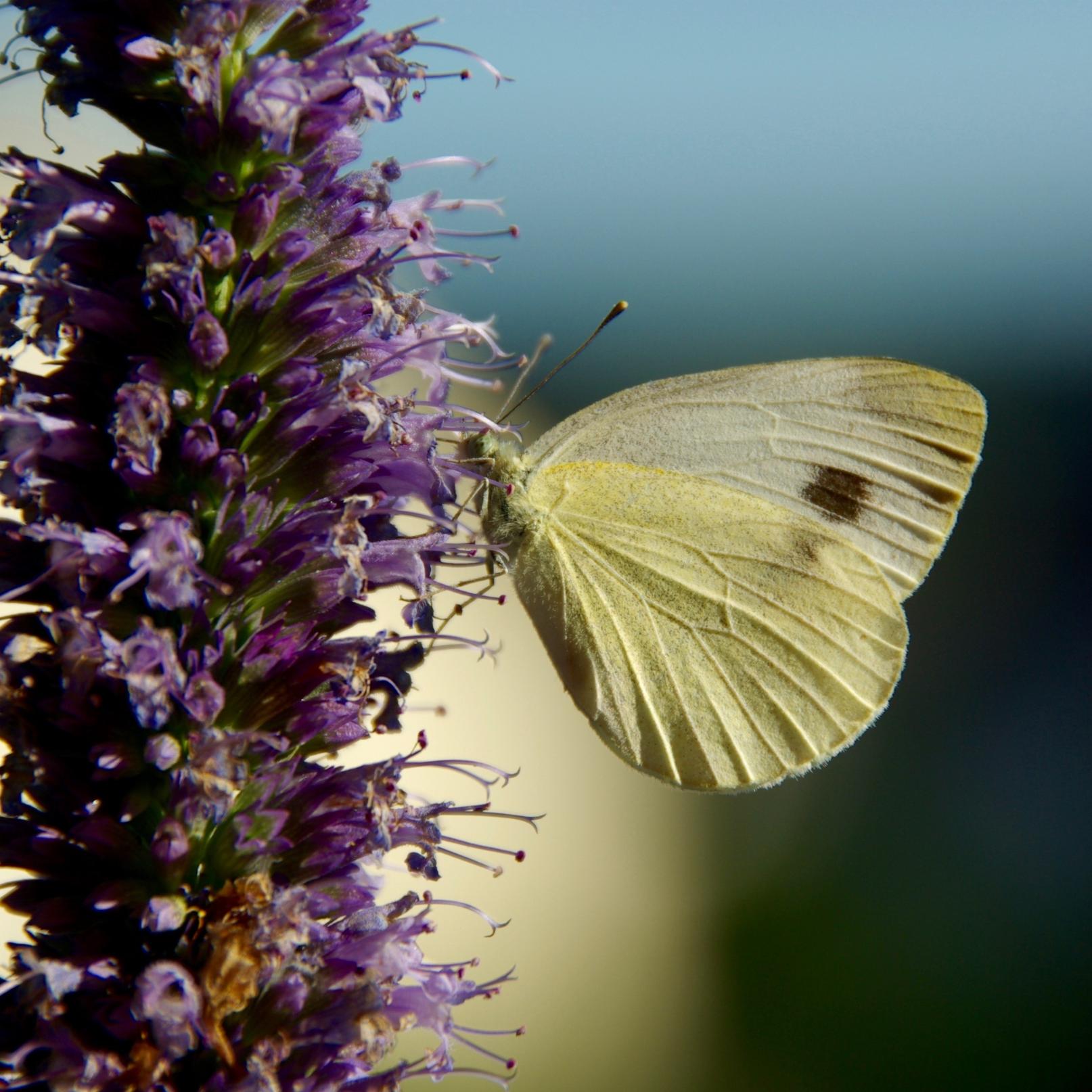 Foto von Schmetterling an Blume vor weißem und schwarzem Hintergrund