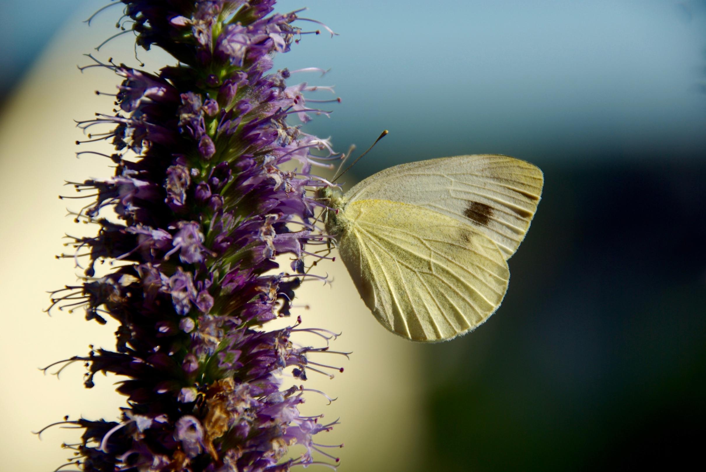 Foto von Schmetterling an Blume vor weißem und schwarzem Hintergrund