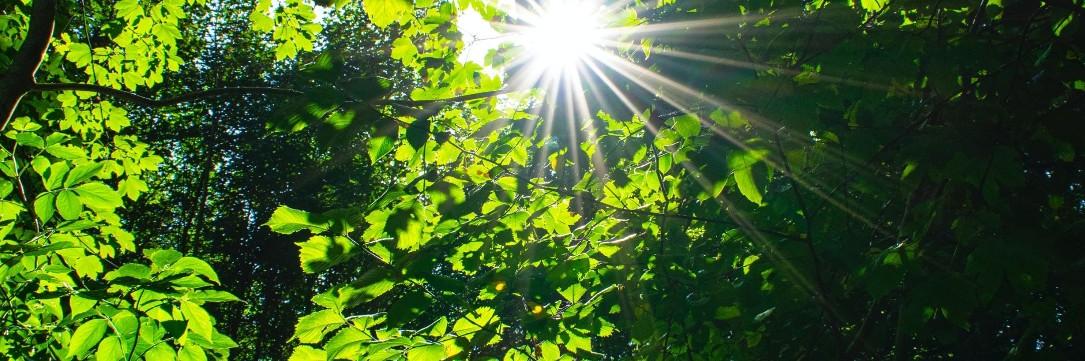 Blick in einen Baum mit hellgrünen Blättern. Die Sonne strahlt dazwischen. (c) Zuzana Ruttkay auf Unsplash Blick in einen Baum mit hellgrünen Blättern. Die Sonne strahlt dazwischen.